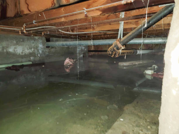 Best Carpet water damage restoration  in Seneca, MO